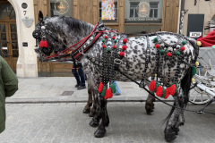 Jalutuskäik  Krakovi linnas